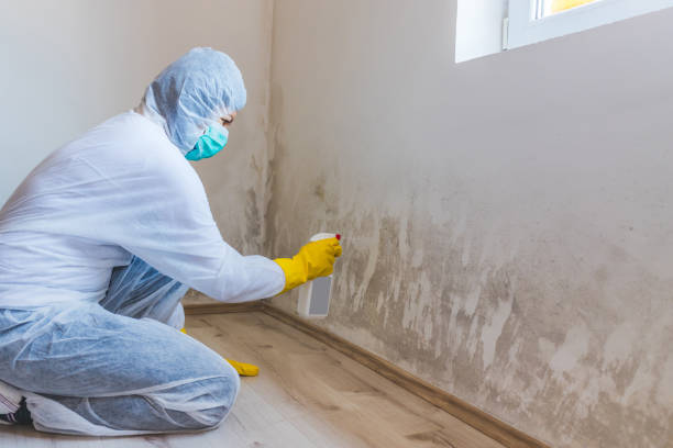 Black mold inspection in Palmetto