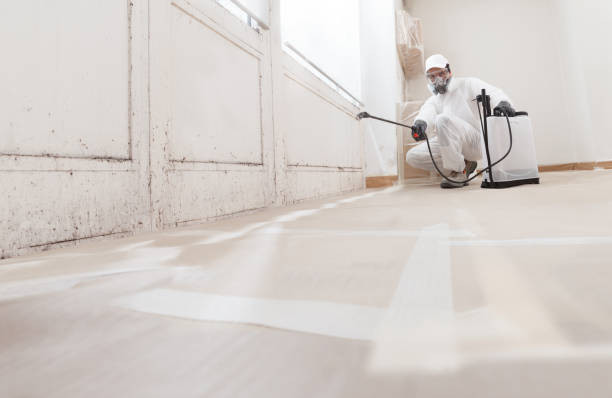 Black mold remediation team in Palmetto
